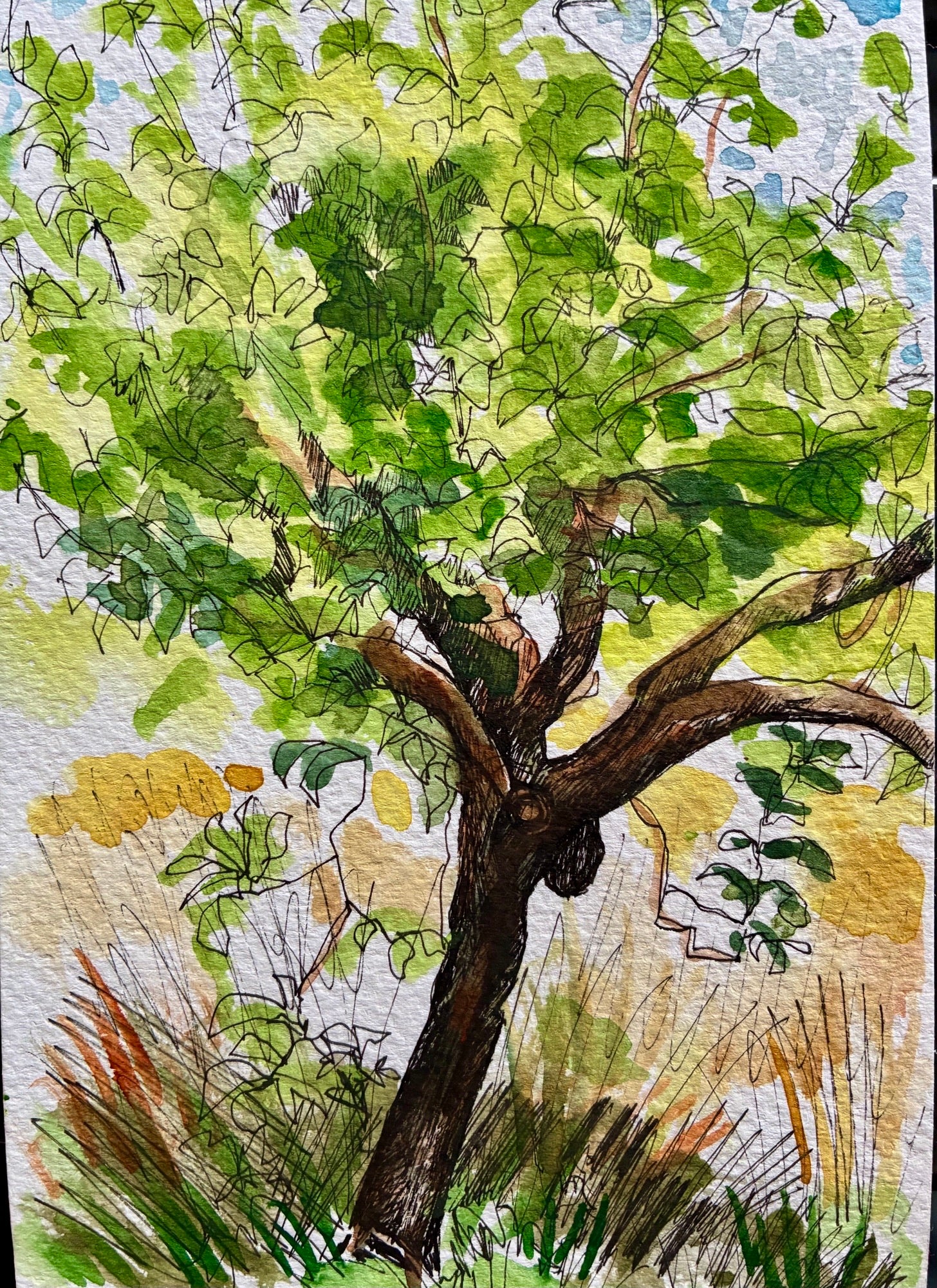 Apple Tree, Cherveix-Cubas, Dordogne, France